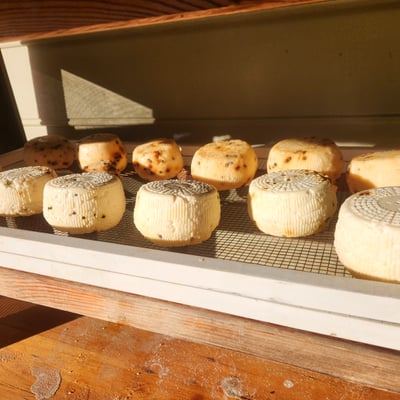 Rounds of cheese maturing on a shelf
