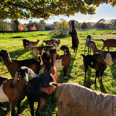 Anglo Nubian goats in the paddock, one reaching up into a tree
