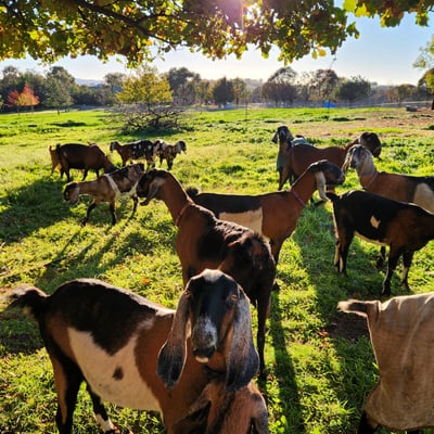 Anglo Nubian goats in the morning sun
