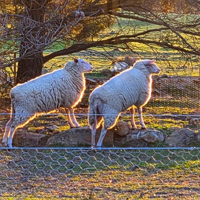 Two East Friesian sheep by the fence in the late afternoon sun