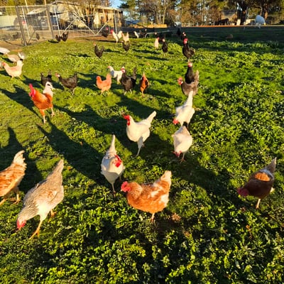 Hens foraging in the grass