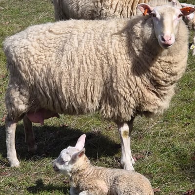 A ewe standing over her newborn lamb