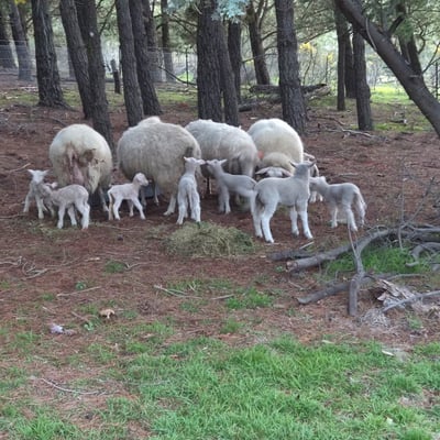 Sheep and lambs under the trees