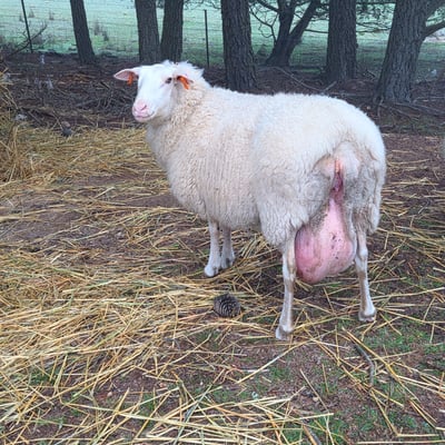 An East Friesian dairy ewe in the straw