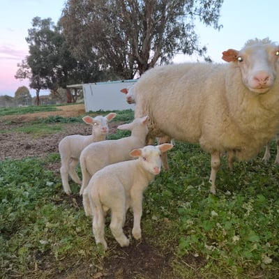 A ewe with her lambs