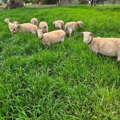 Sheep in the long green grass