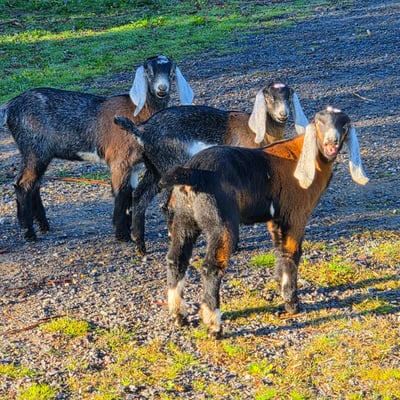 Young goats on the gravel