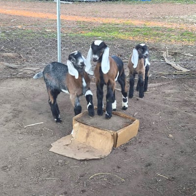 Young goats climbing on a box