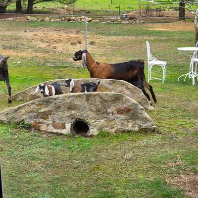 Goats beside a stone shelter in the paddock