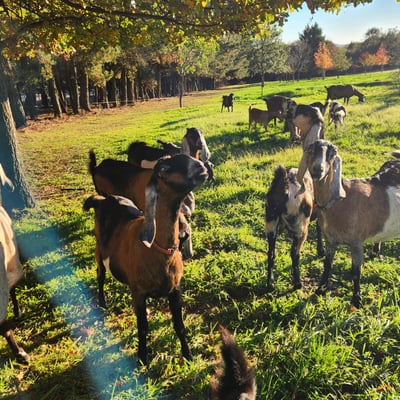 Goats among the trees