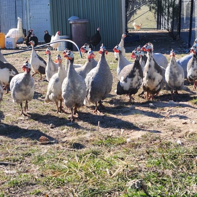 A flock of guinea fowl