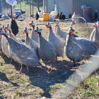 Guinea fowl together in the yard