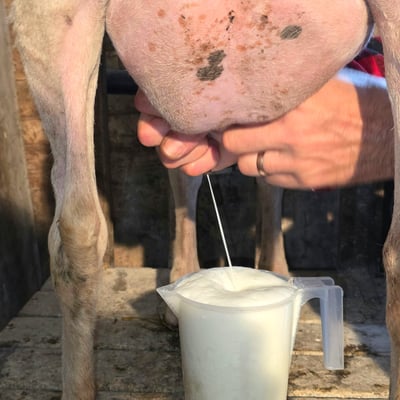 Hand-milking a ewe into a jug