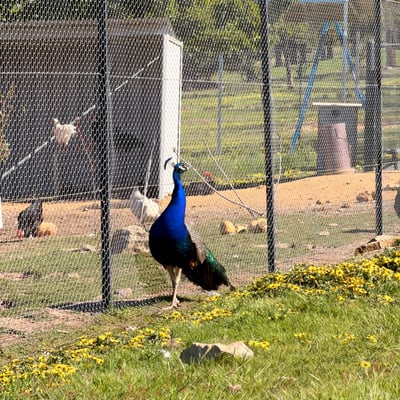 A peacock in the yard