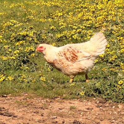 A hen in the daisies