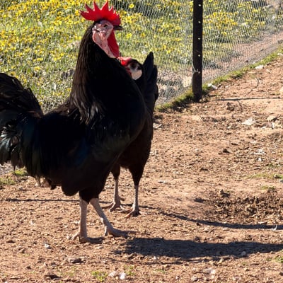 A black rooster