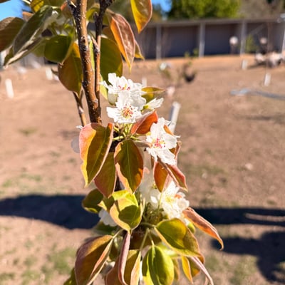 Pear blossom