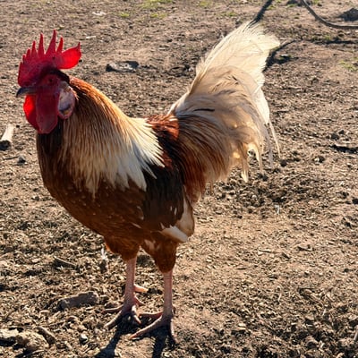 A rooster in the yard