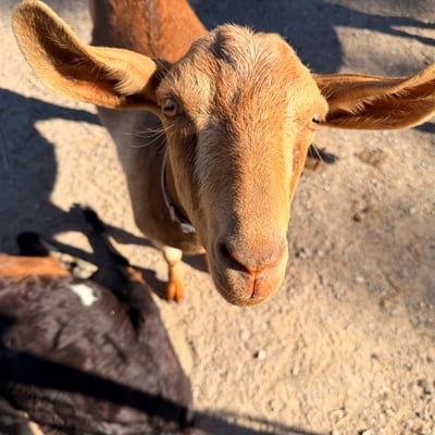 Close-up of a goat