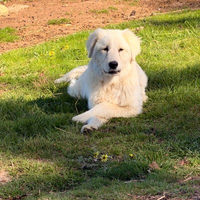 The farm dog resting on the grass