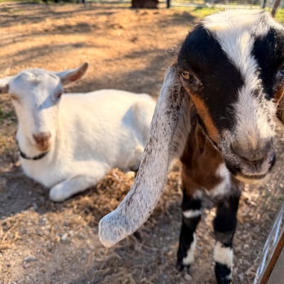 Goats