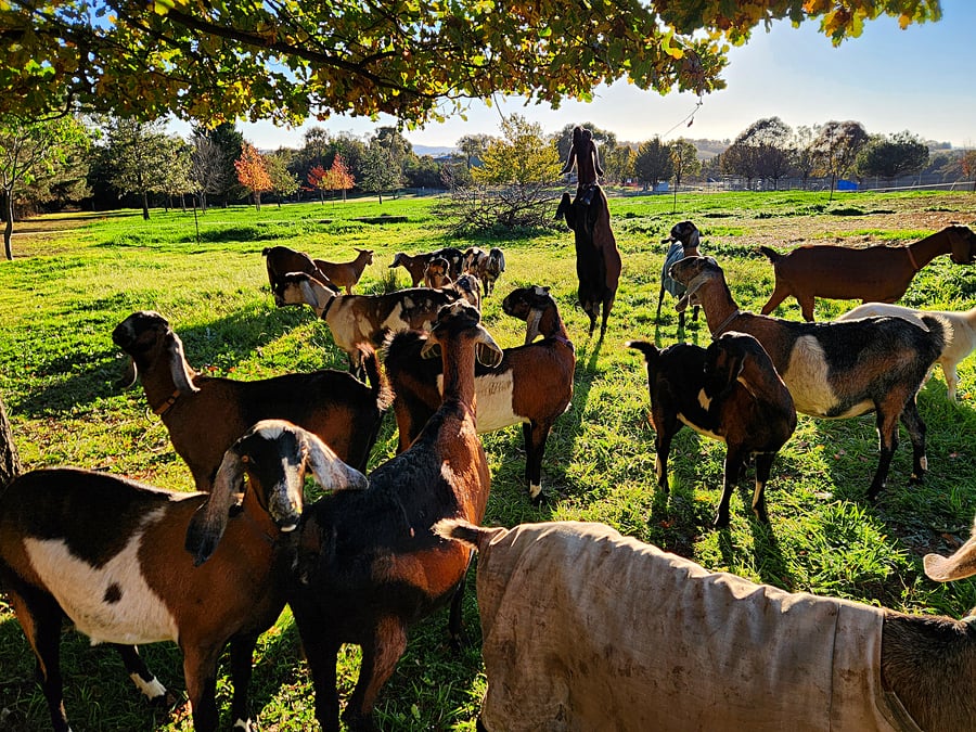 Anglo Nubian goats in the paddock at Yerrabi