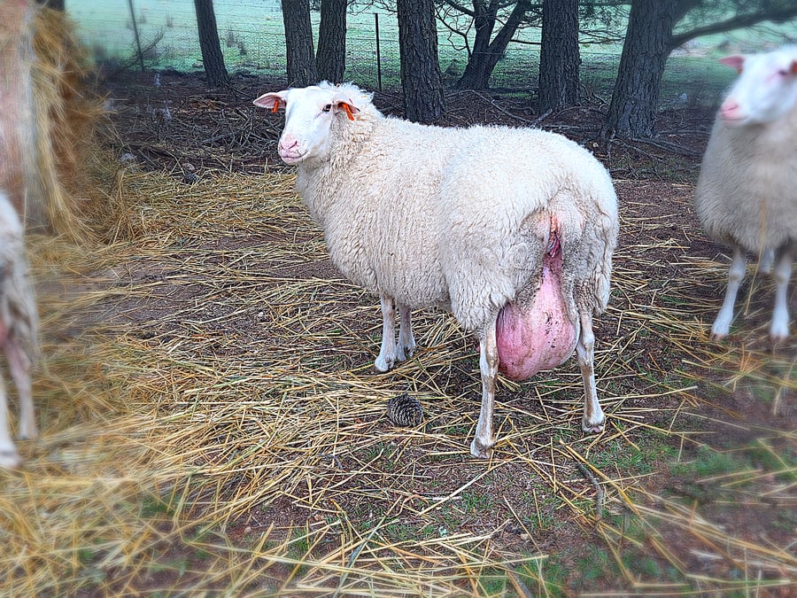 An East Friesian dairy ewe in the straw