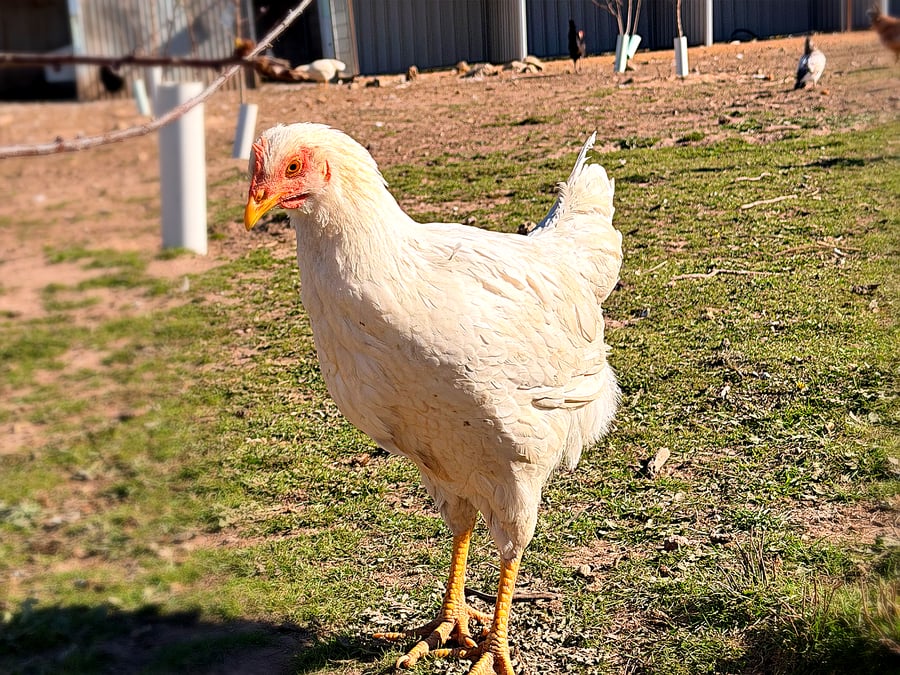 A hen in the paddock