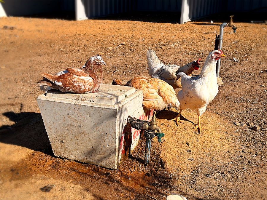 Hens gathered around a feed box