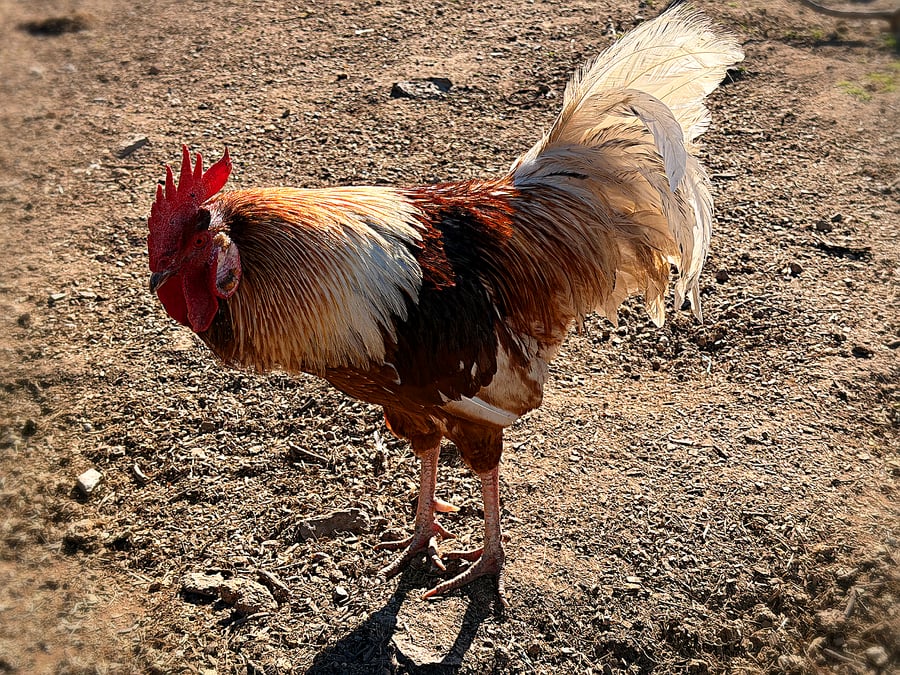 A rooster in the yard
