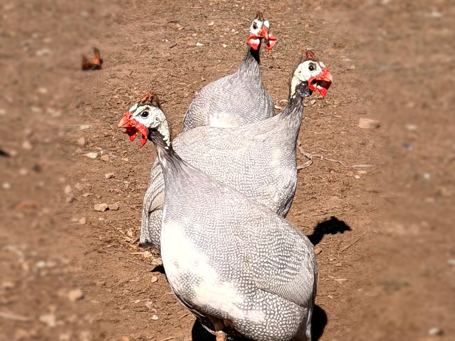 Two guinea fowl at Yerrabi