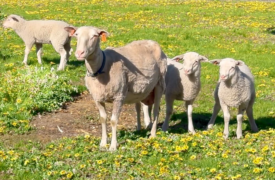East Friesian rams standing in the paddock