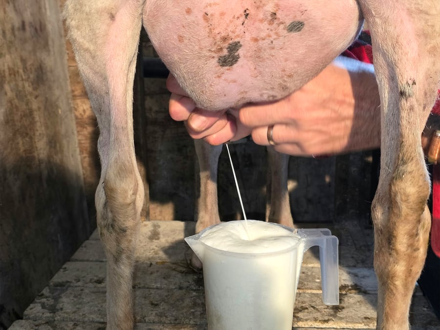 Hand-milking a ewe into a jug