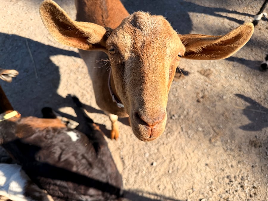 Close-up of an Anglo Nubian goat
