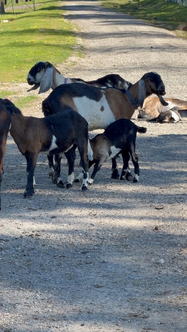 Video: goats and kids on the farm track