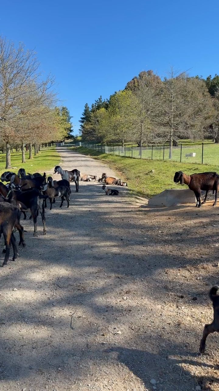 Video: goats walking down the farm track