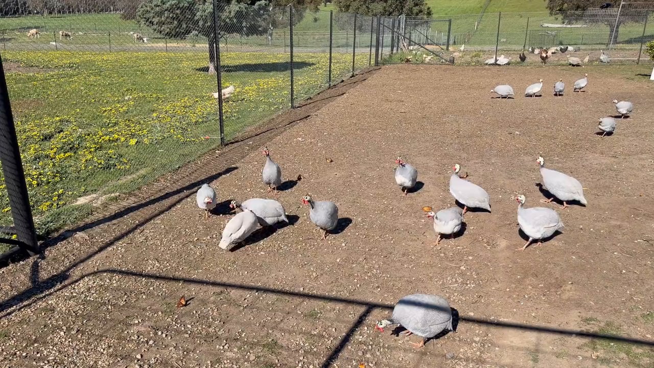 Video: guinea fowl roaming the yard