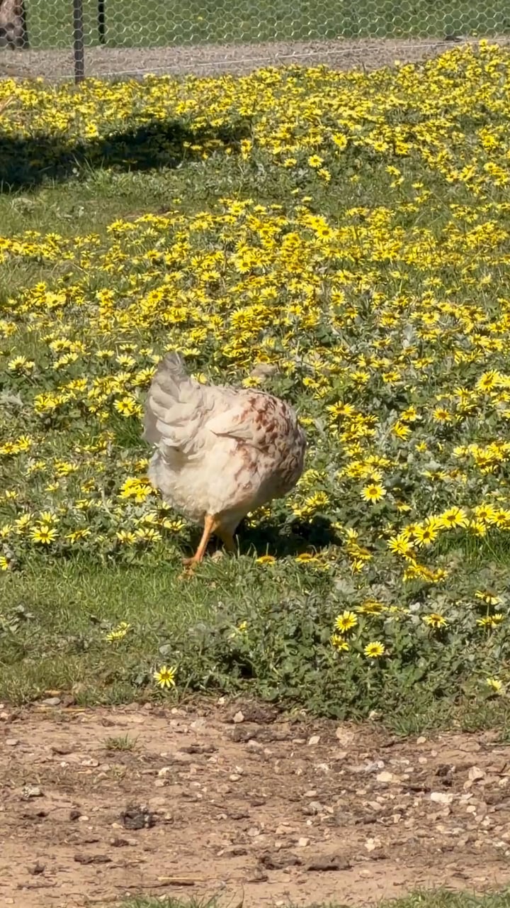 Video: a hen walking through the daisies