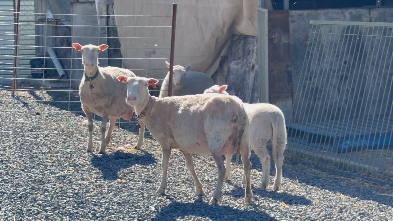 Video: lambs by the shed