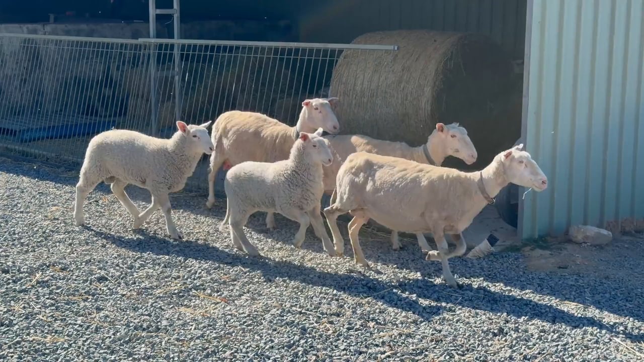 Video: sheep in the shed